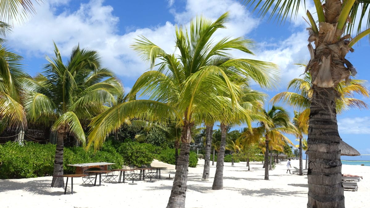 Palmen in Le Morne auf Mauritius