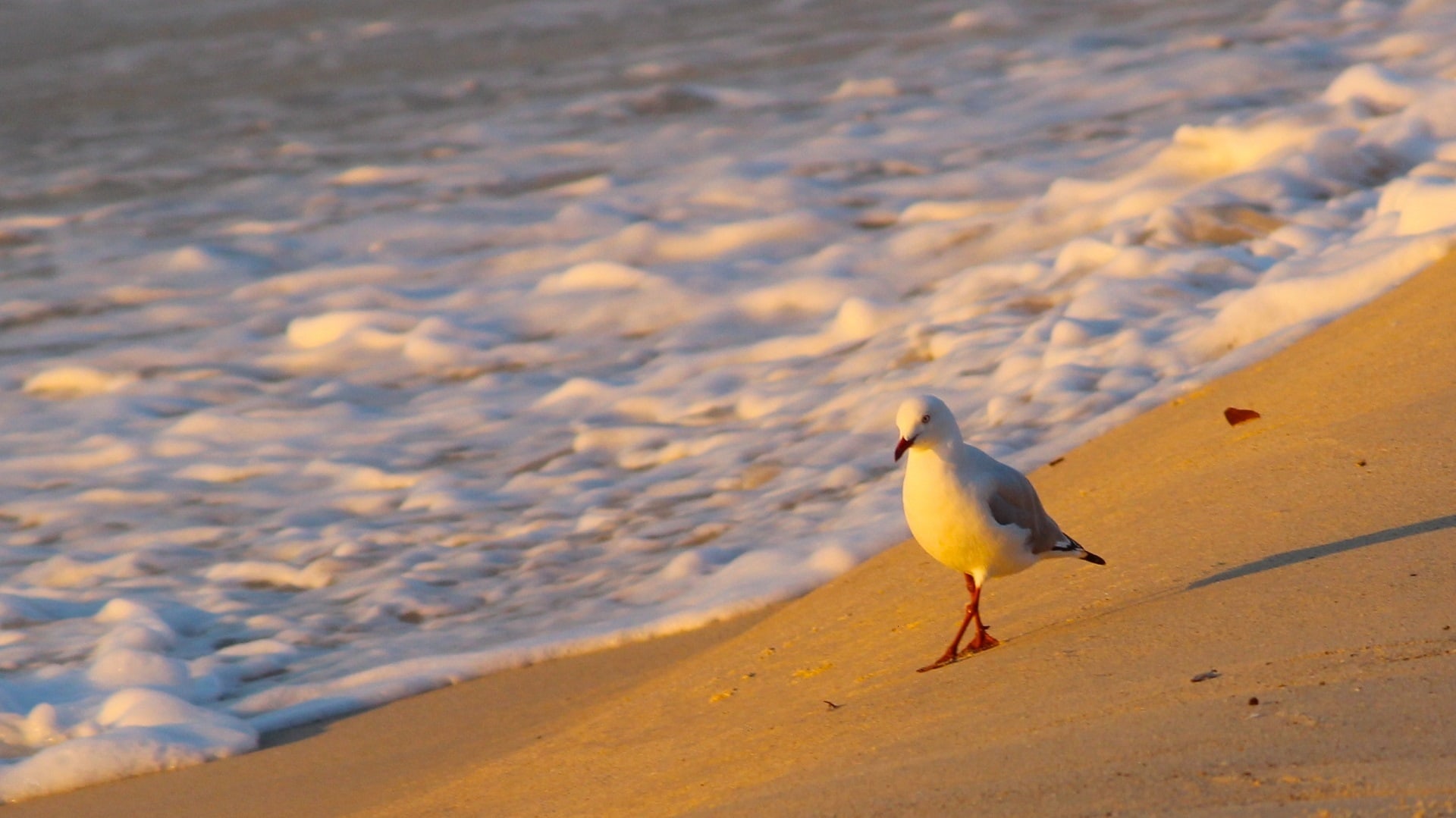 Eine Möwe spaziert im Sonnenuntergang am Strand entlang. Reisen mit Abstand ist in Schleswig-Holstein nämlich möglich.