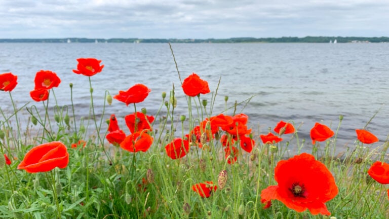 Mohnblumen in Schauende an der Ostsee