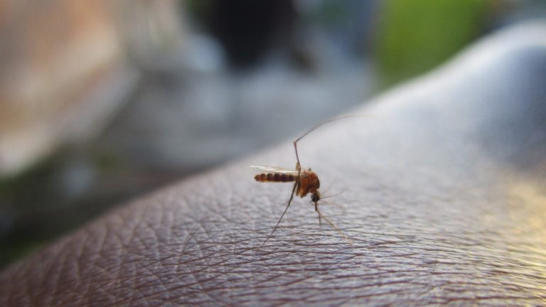 Langzeitprophylaxe gegen Malaria: Hier eine Mücke