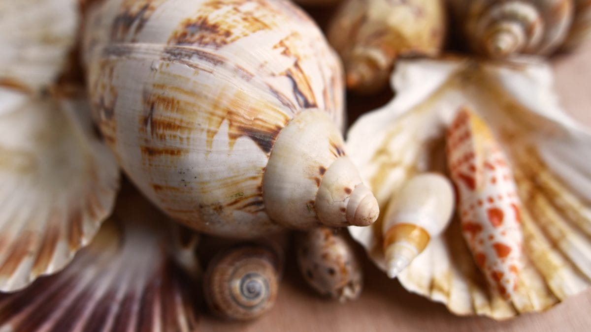 Muscheln verschiedener Form und Größe liegen übereinander