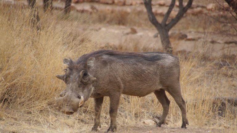 Auf Safari in Namibia nahe Windhoek in der Onjala Lodge: Ein Warzenschwein