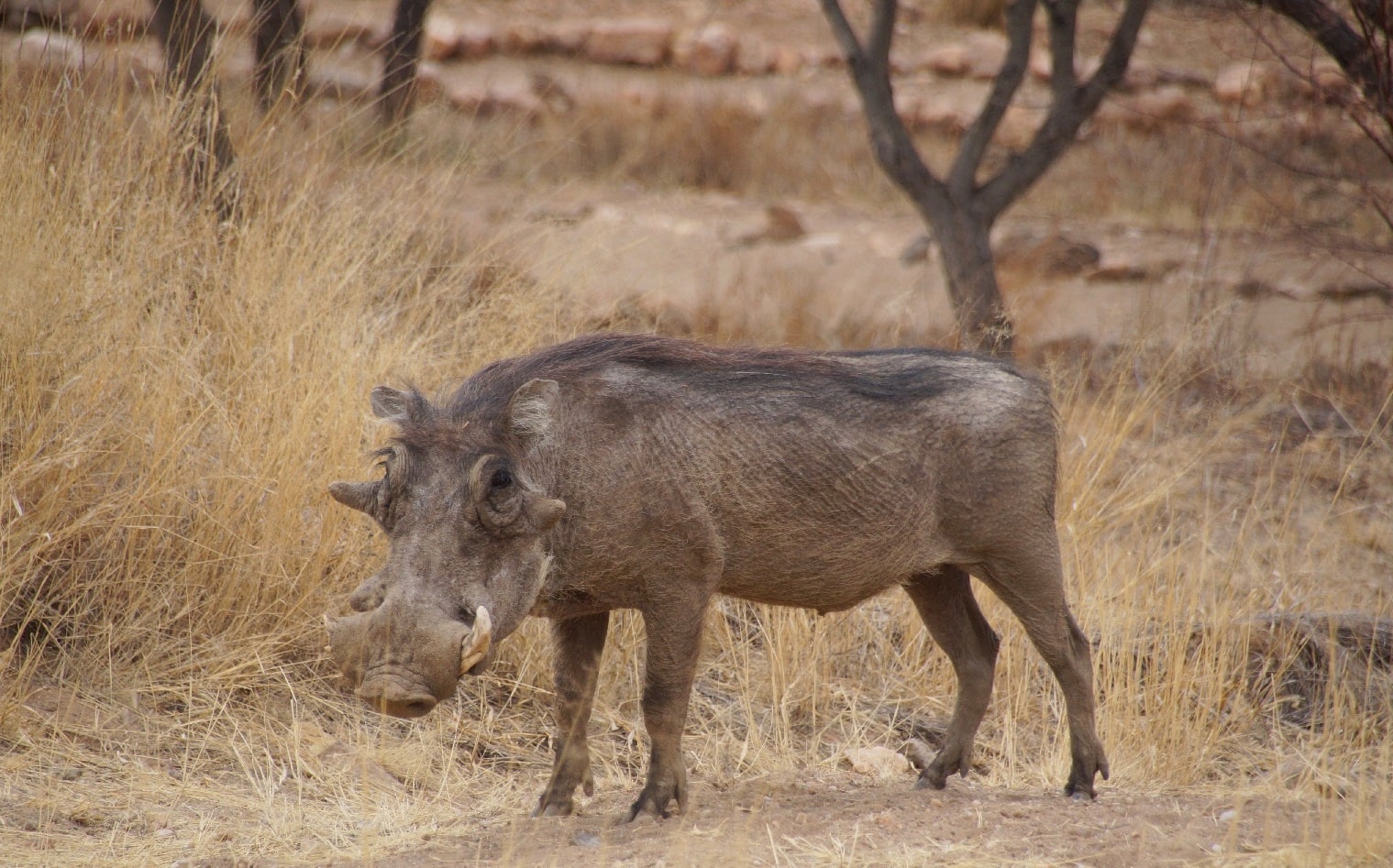 Auf Safari in Namibia nahe Windhoek in der Onjala Lodge: Ein Warzenschwein