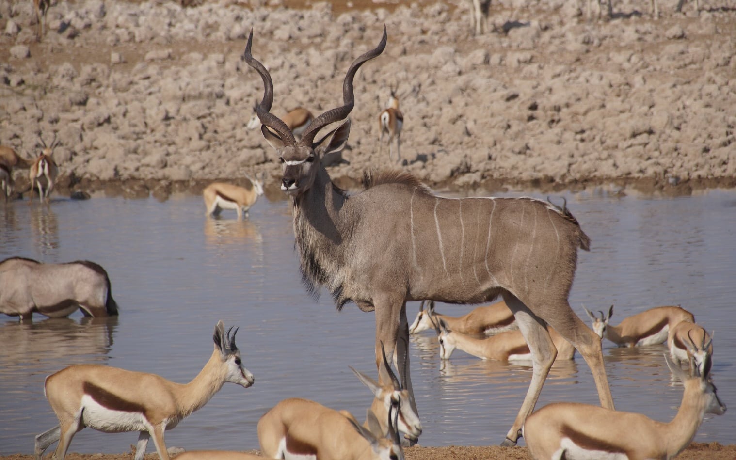Springbock im Etosha-Nationalpark in Namibia