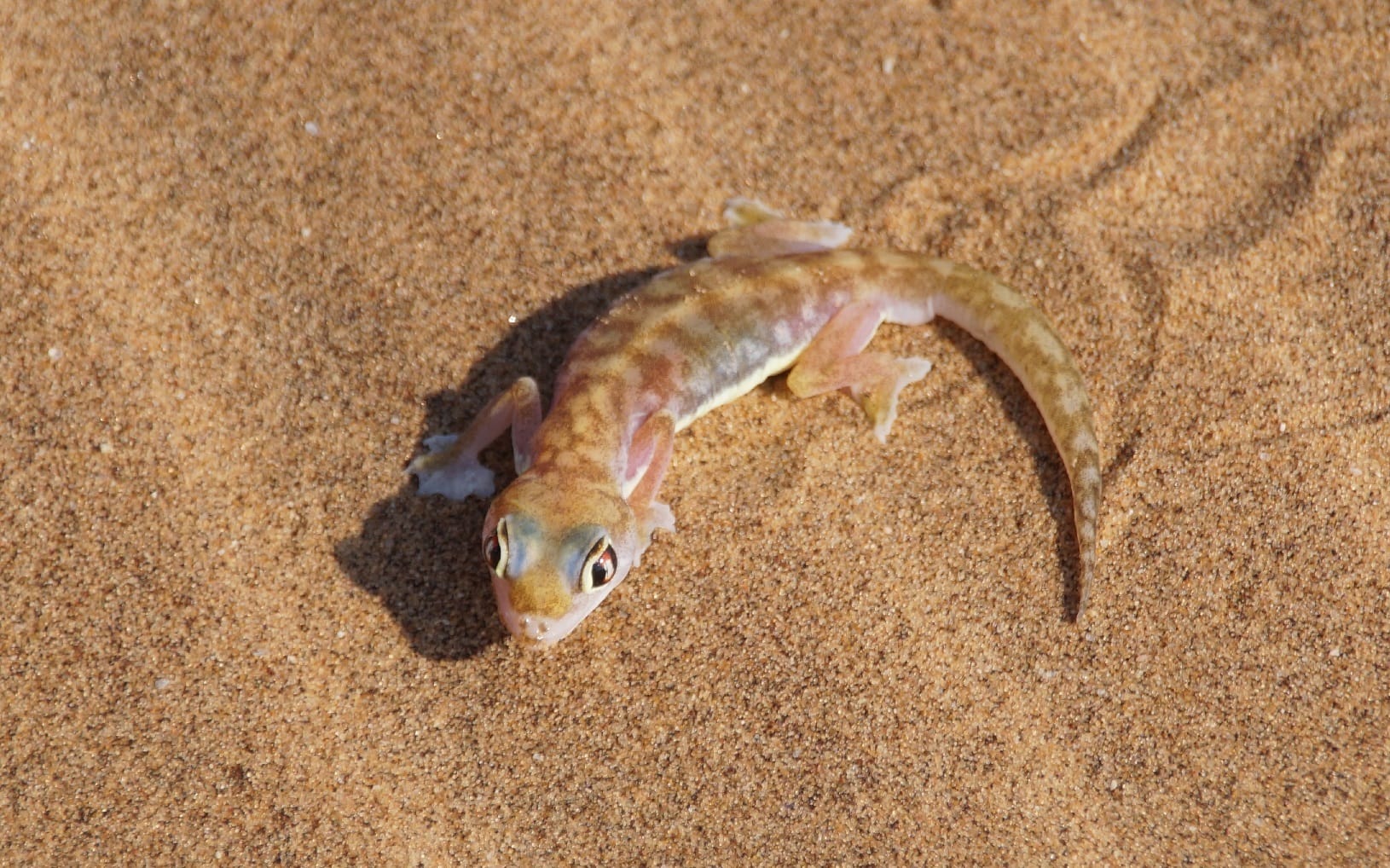 Ein Gecko in der Namib Wüste in Namibia