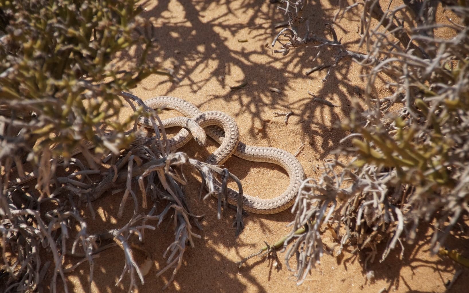 Eine Schlange in der Namib-Wüste in Namibia