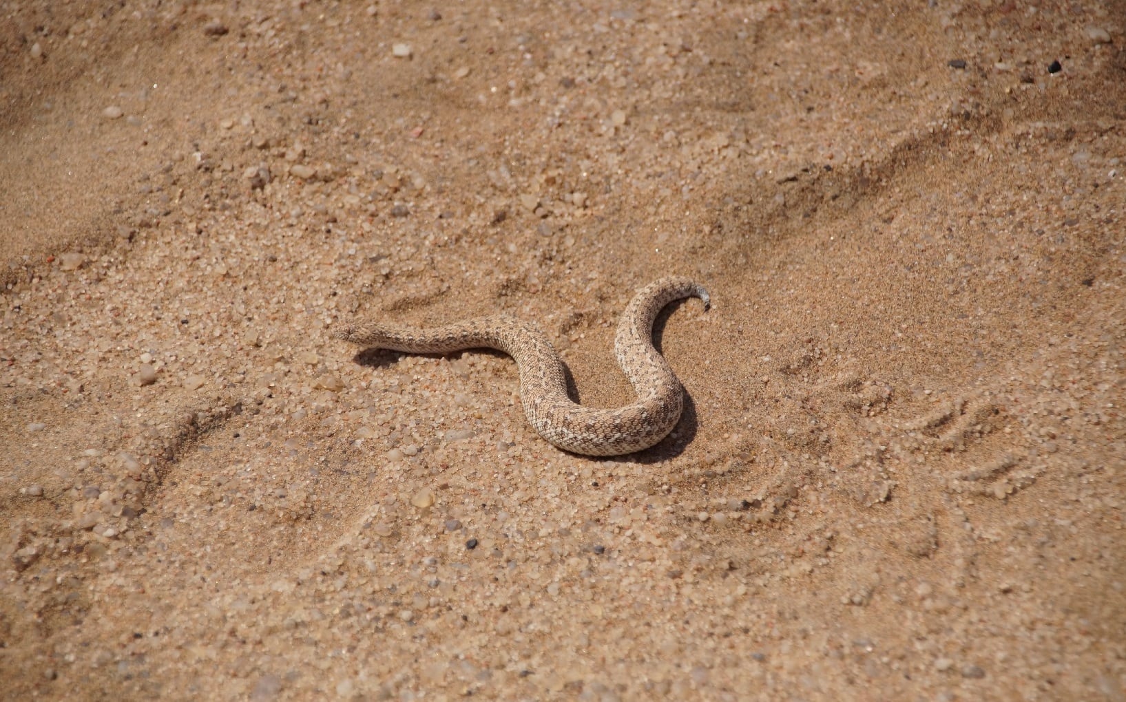Schlange in der Namib Wüste in Namibia