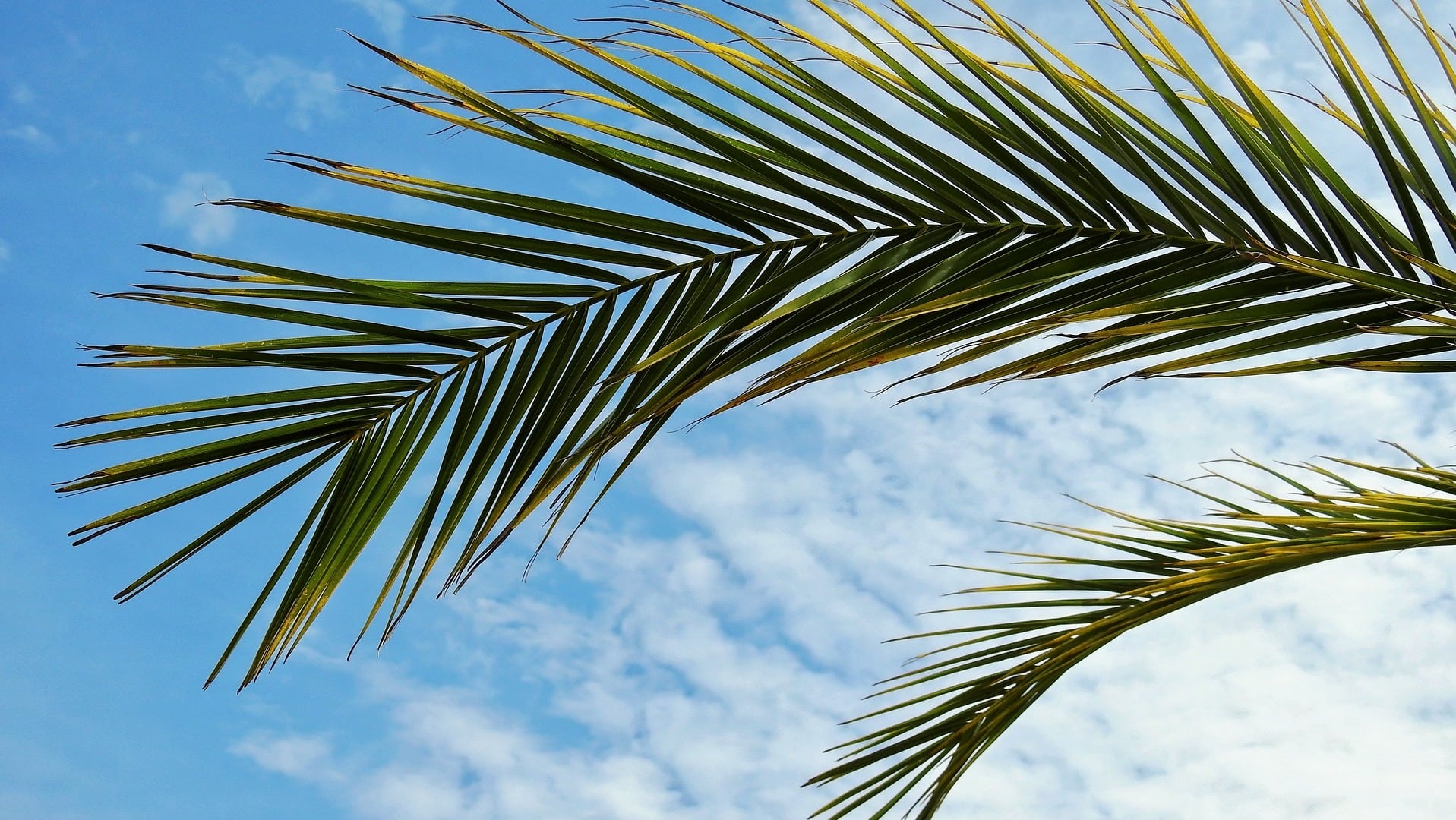 Palmenblätter vor blauem Himmel