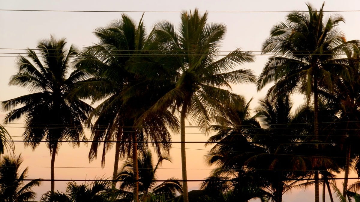 Hinter den Palmen geht die Sonne unter in Cabarete in der Dominikanischen Republik