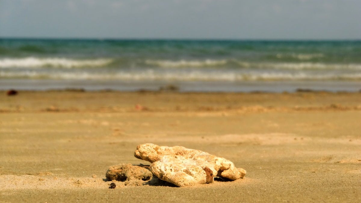 Blick aufs Meer am Cape Tribulation in Australien