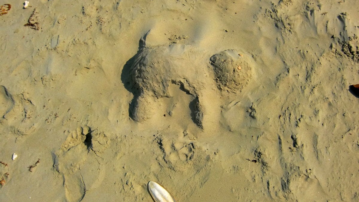 Schildkröte aus Sand am Cape Tribulation in Queensland Australien