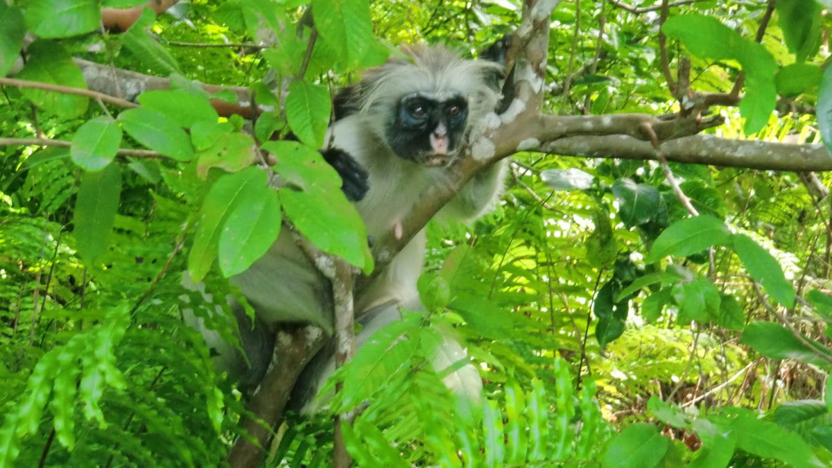 Der Red Colobus Affe auf Sansibar