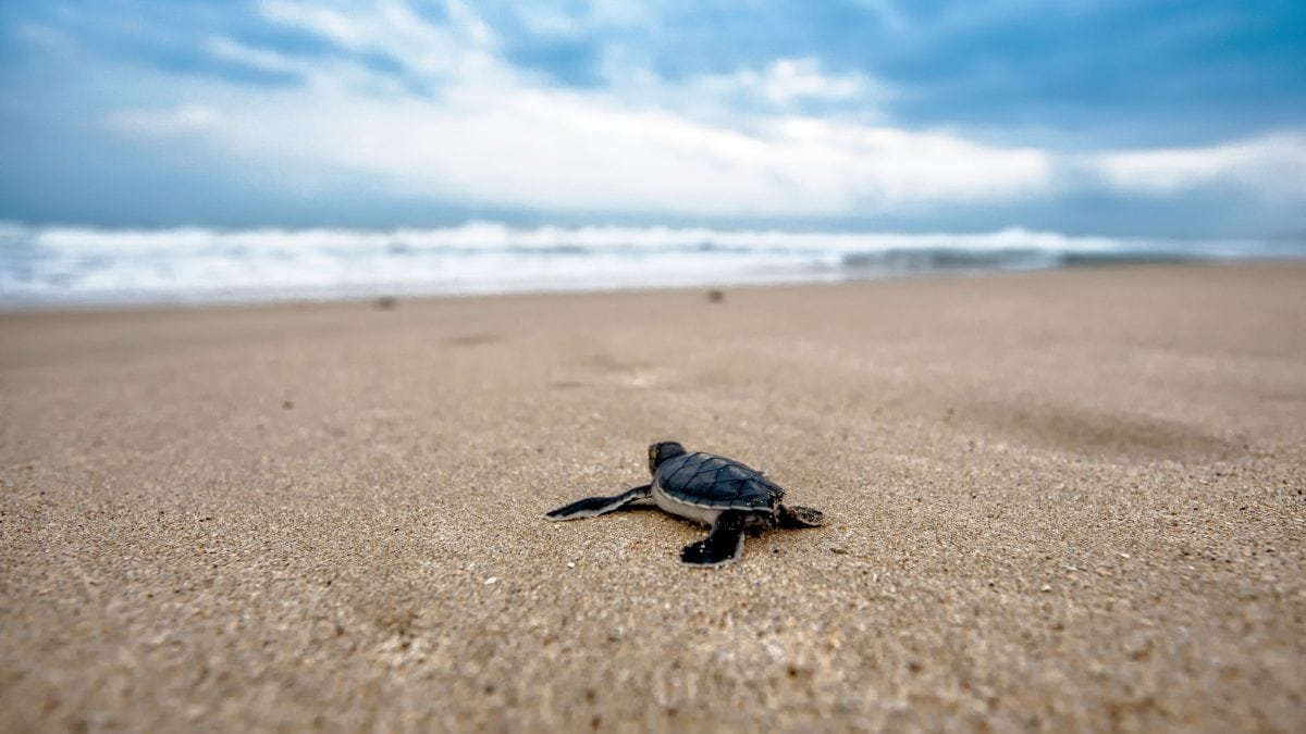 Schildkröte vor dem Aufbruch auf ihre Reise ins Meer