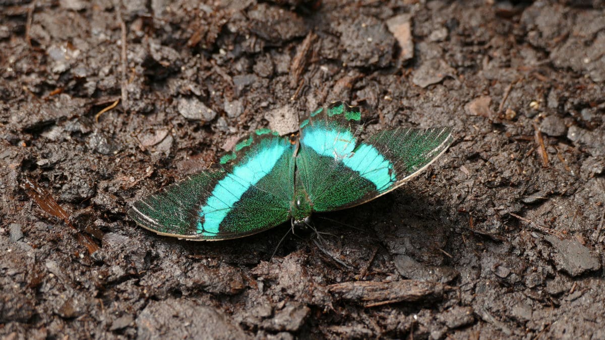 Schmetterling in Petaloudes