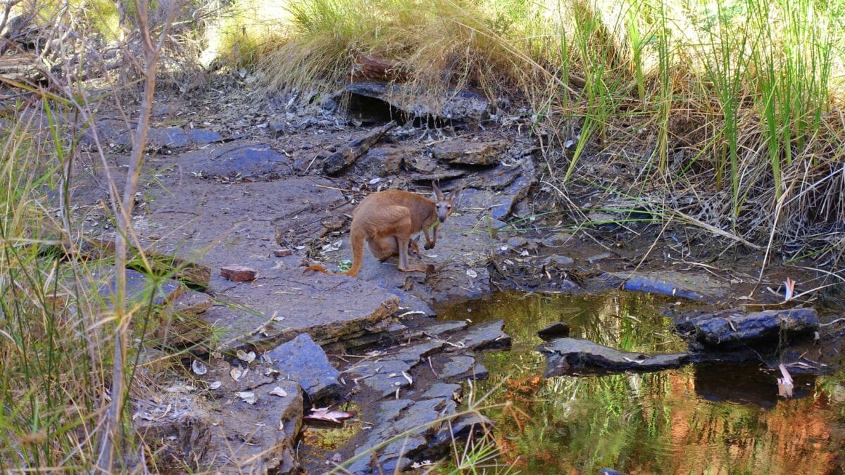 Känguru mit Baby im Bauch im Karijini-Nationalpark