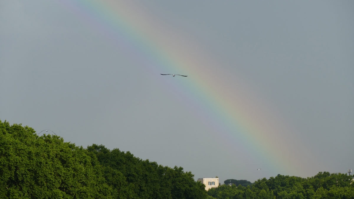 Regenbogen über dem Tiber in Rom mit Vogel