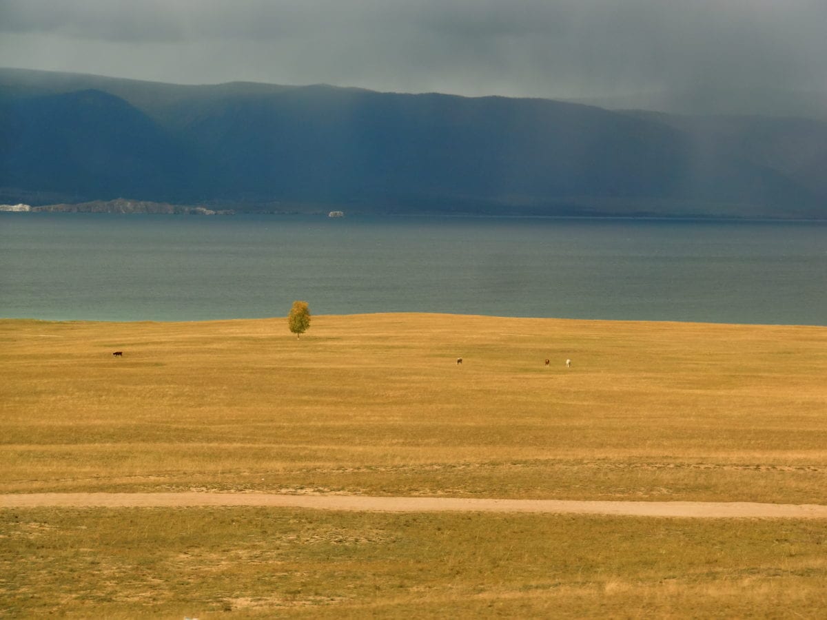 Ein einsamer Baum in der Landschaft auf Olkhon Island im Baikalsee in Russland