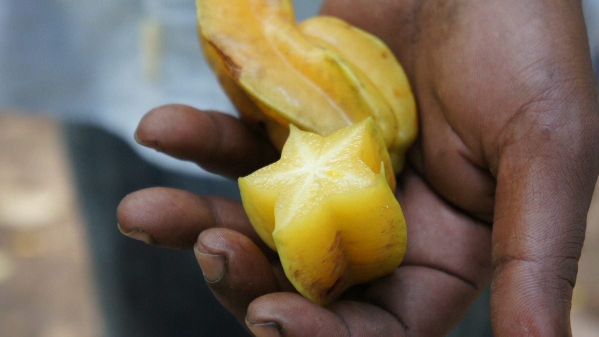 Eine Sternfrucht auf der Spicetour auf Sansibar