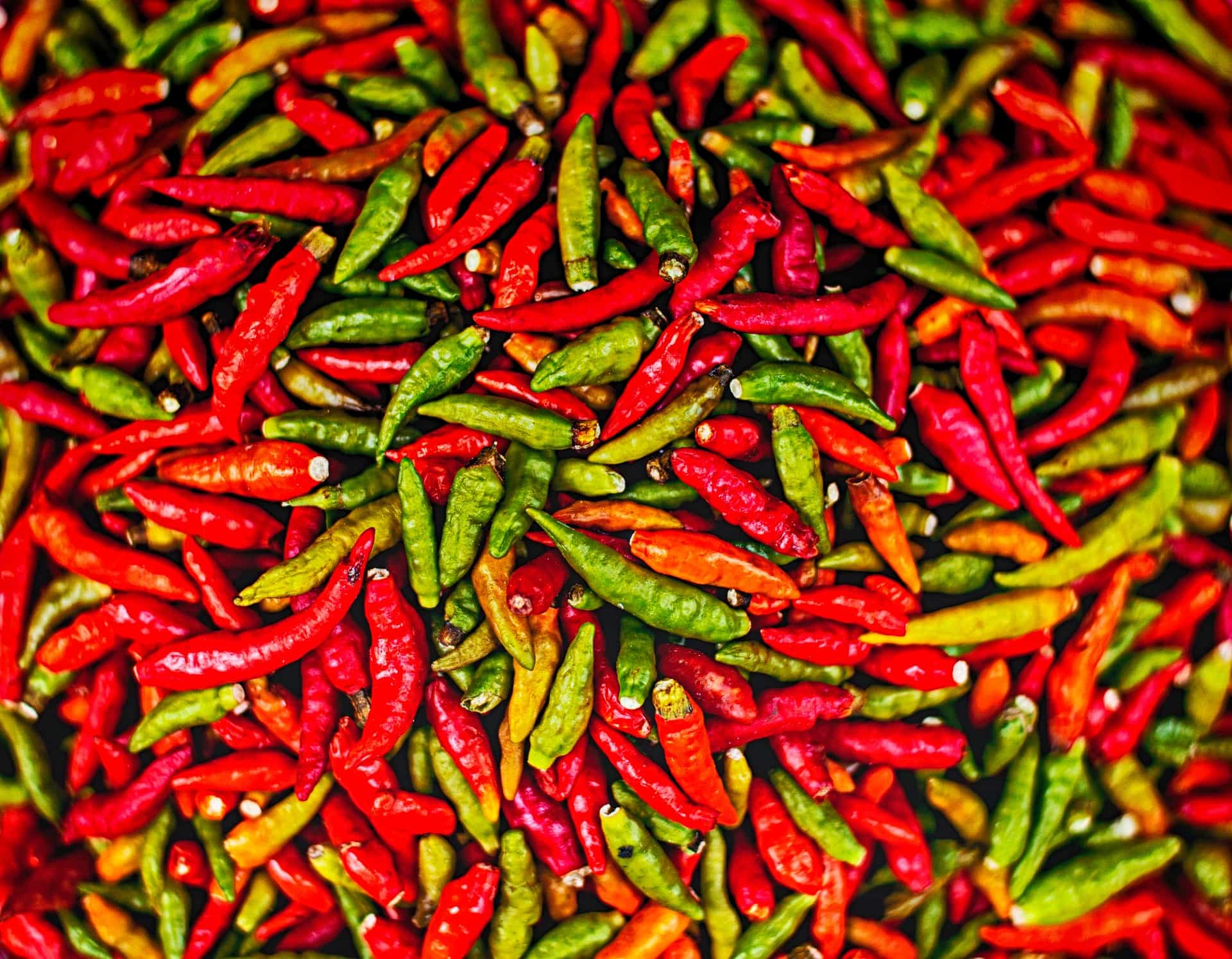 Chilli auf der Spicetour auf Sansibar