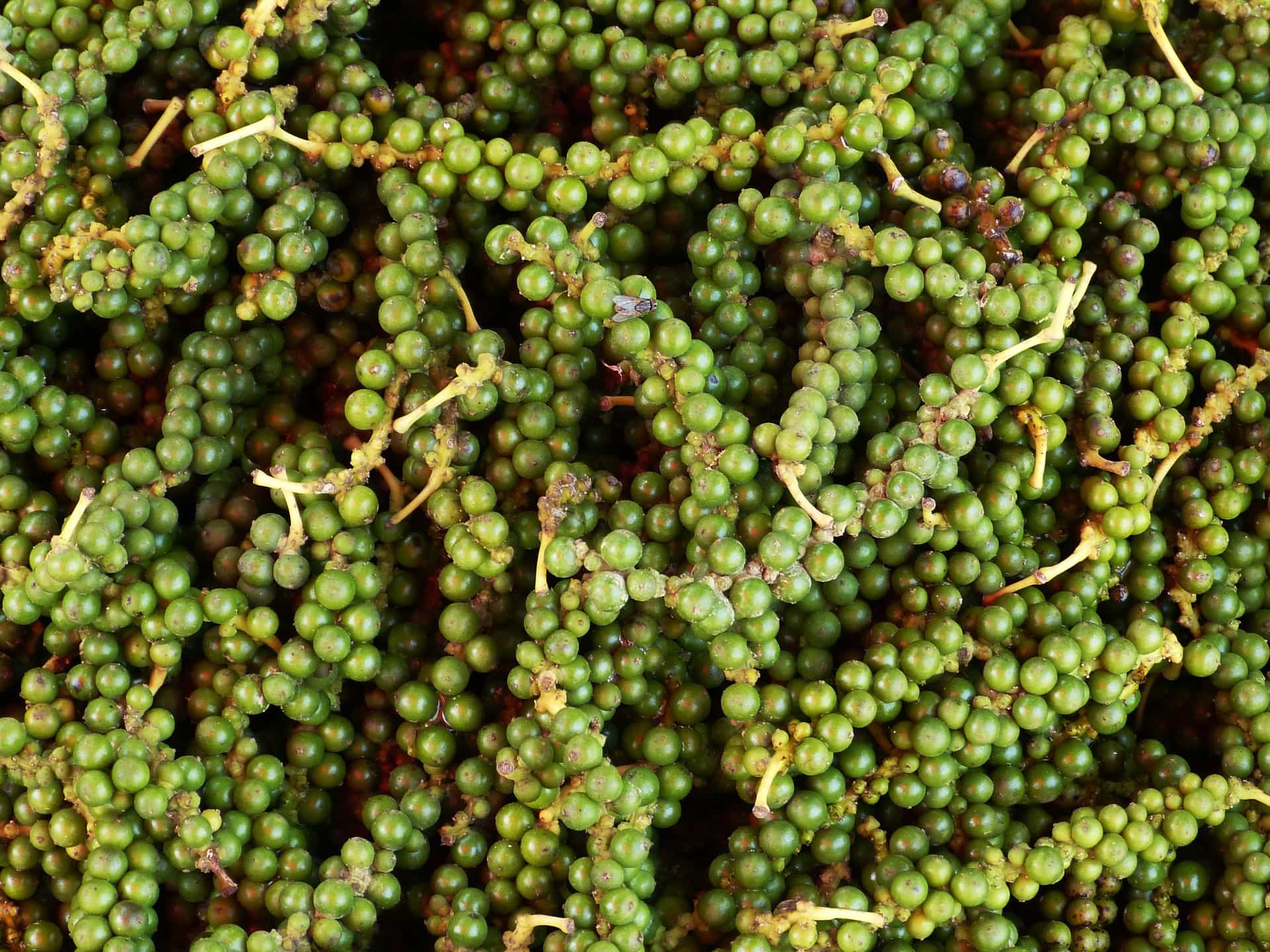 Grüner Pfeffer auf der Spicetour auf Sansibar