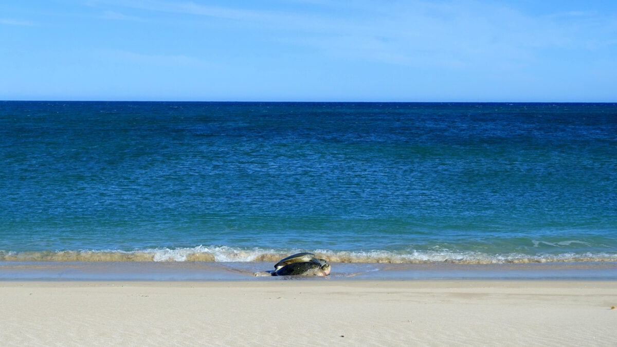 Schildkröten am Meer am North West Cape in Westaustralien