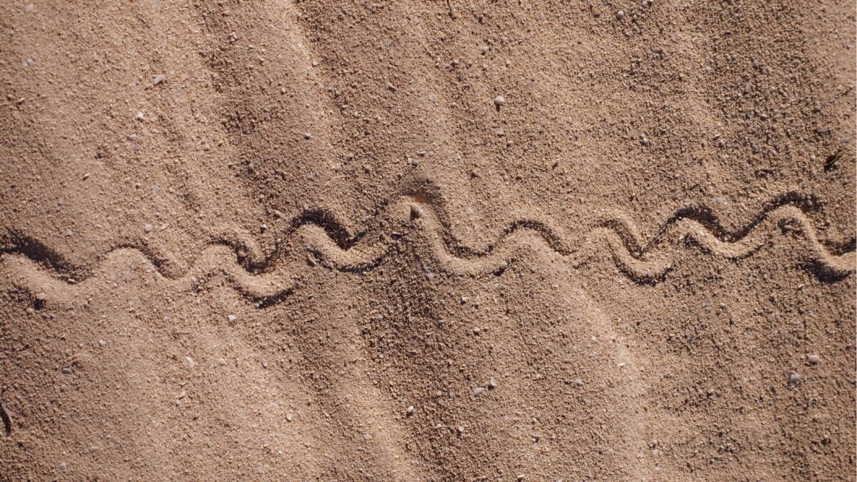 Spuren einer Schlange im Sand am North West Cape in Westaustralien