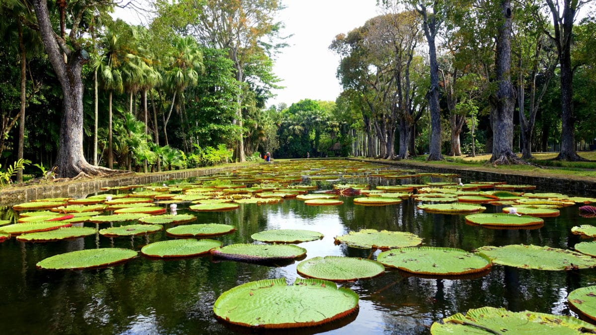 Sir Seewoosagur Ramgoolam Botanischer Garten in Mauritius
