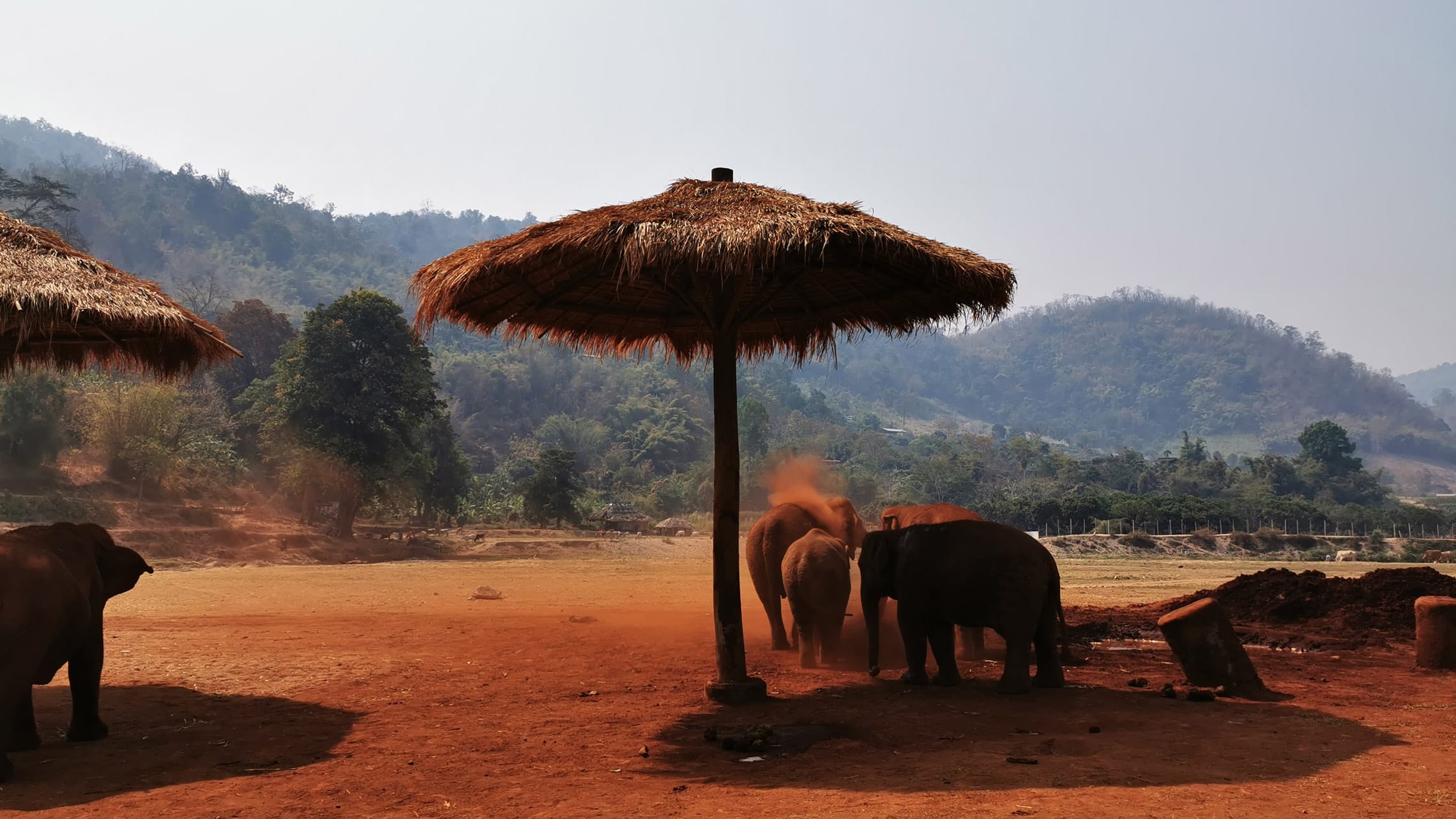 Bei den tropischen Temperaturen Thailands ist ein Staubbad zwingend nötig, schließlich können Elefanten nicht schwitzen und sind für eine Abkühlung sicherlich mehr als dankbar.