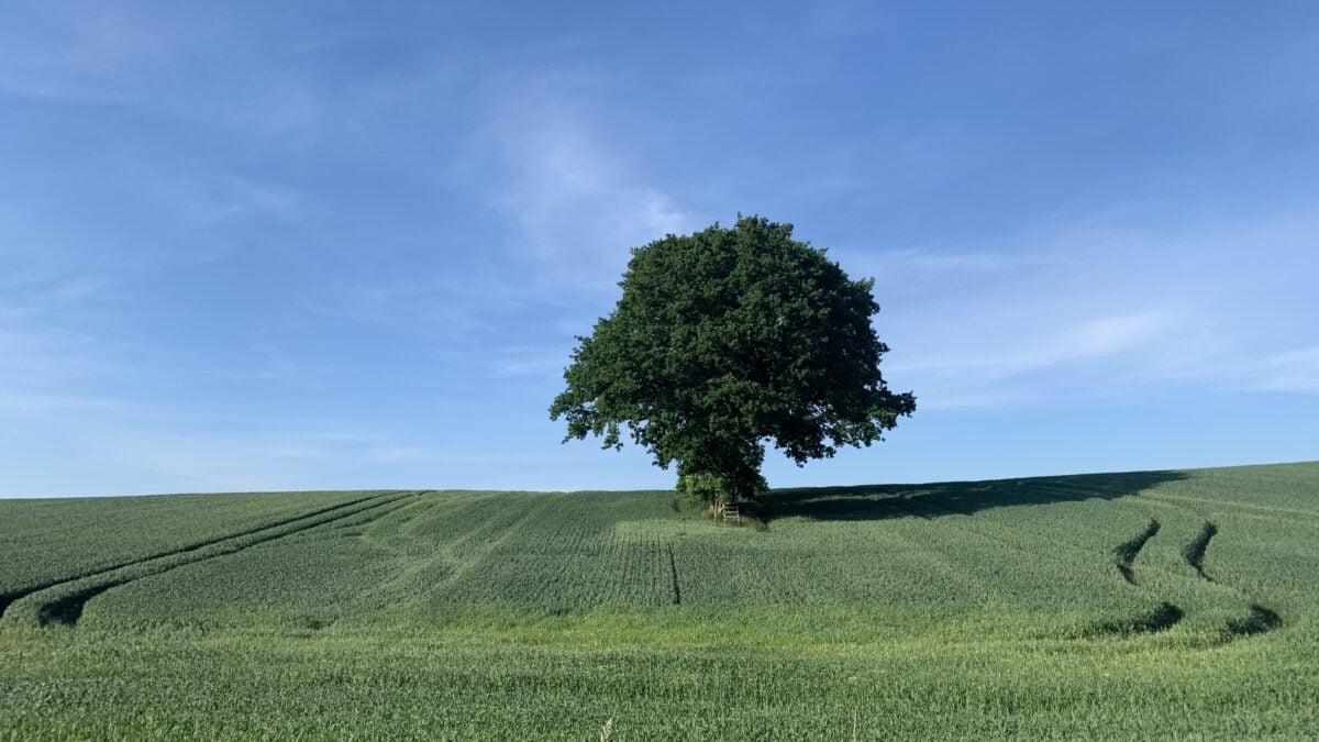 Ein Baum in Stolpe