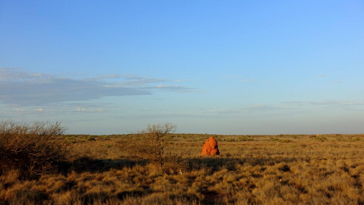 Termitenhügel am North West Cape in Westaustralien
