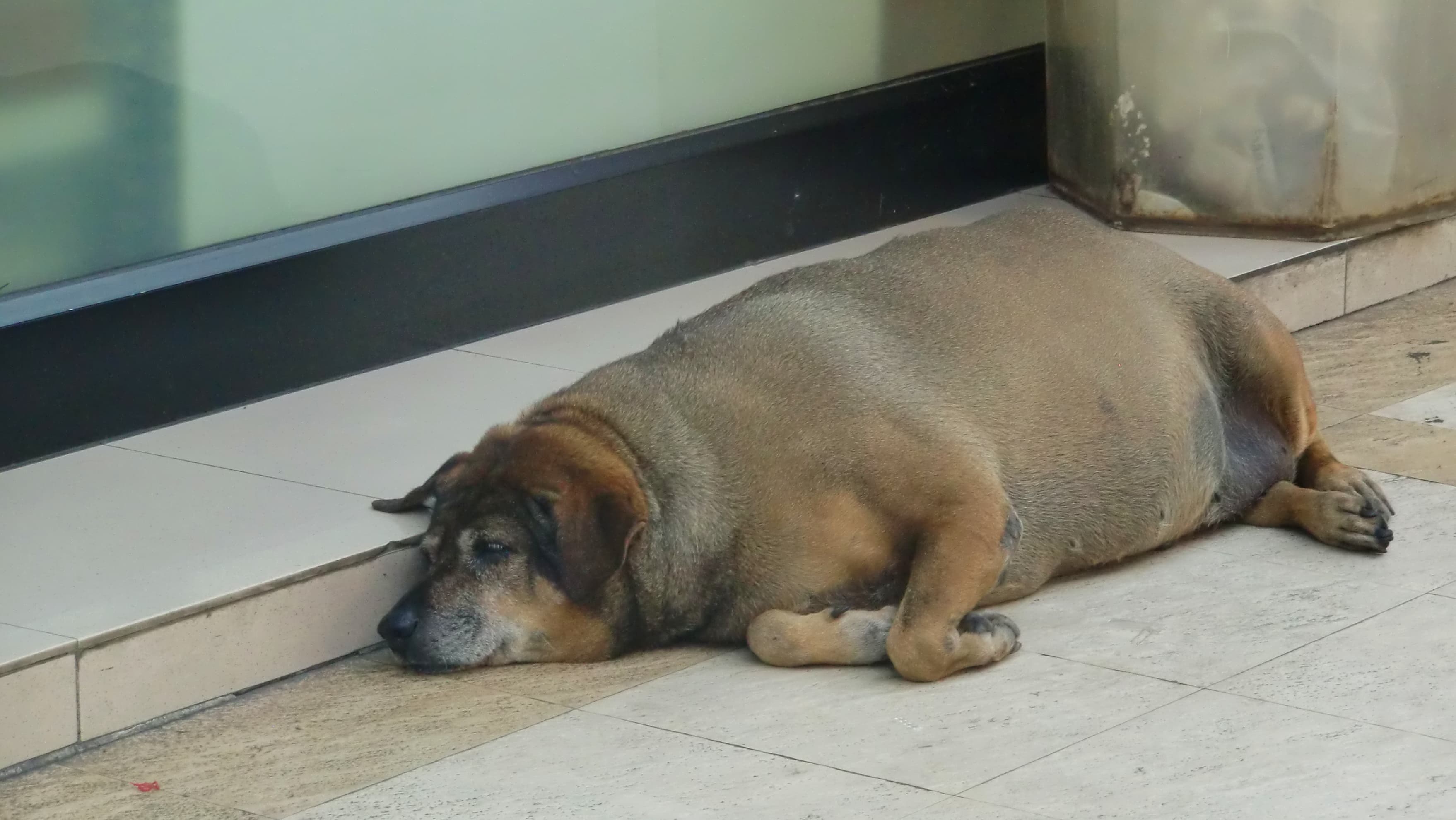 Ein dicker Hund in Bangkok