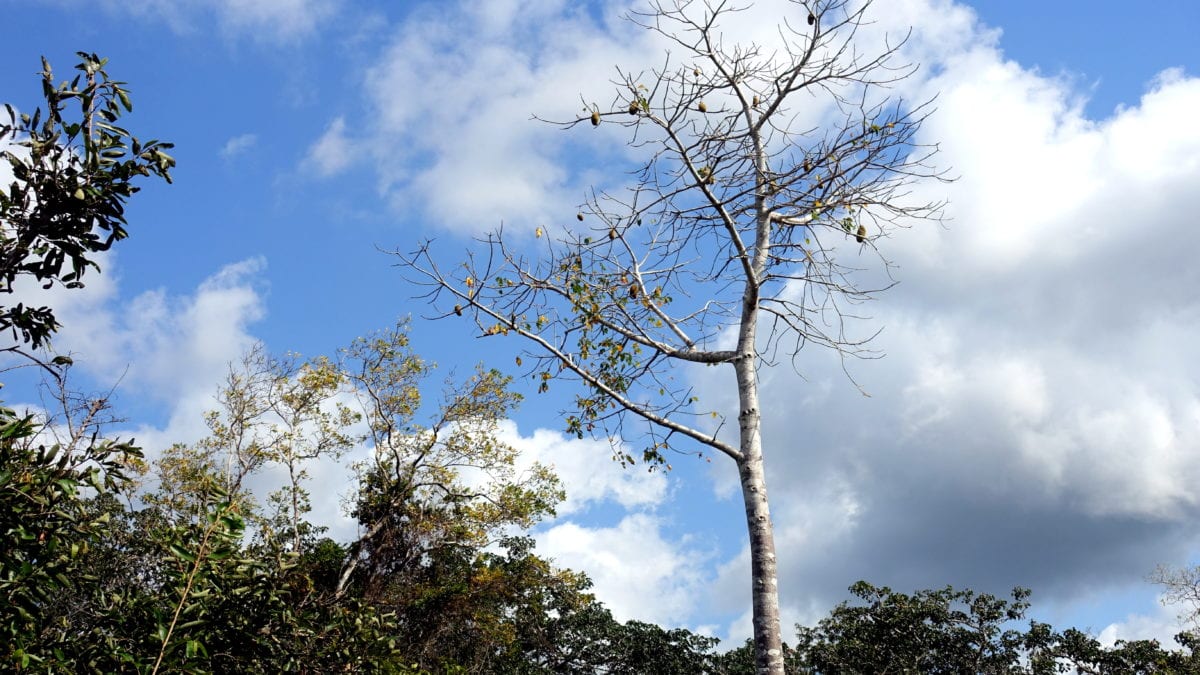 Toter Baum vor dem Himmel Kenyas