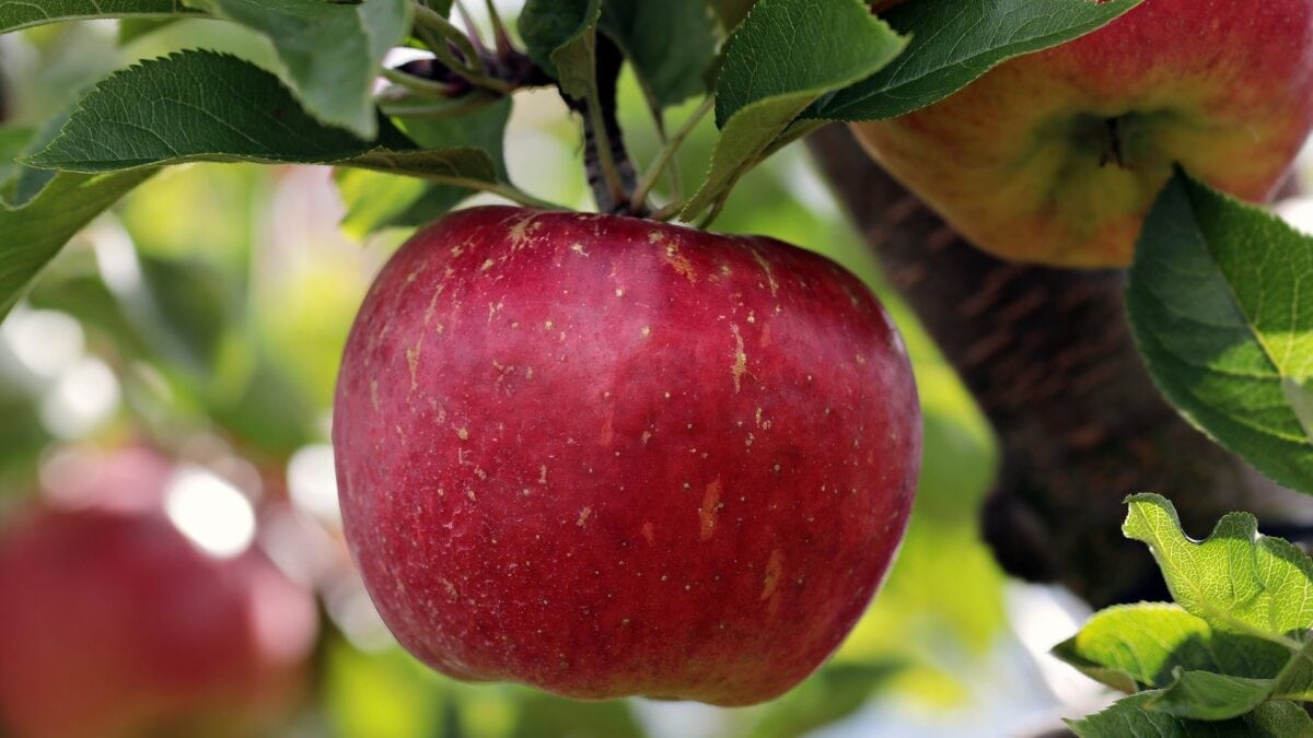 Auf dem Apfelrundweg in Baden-Württemberg kannst du mehr über den Obstbau lernen