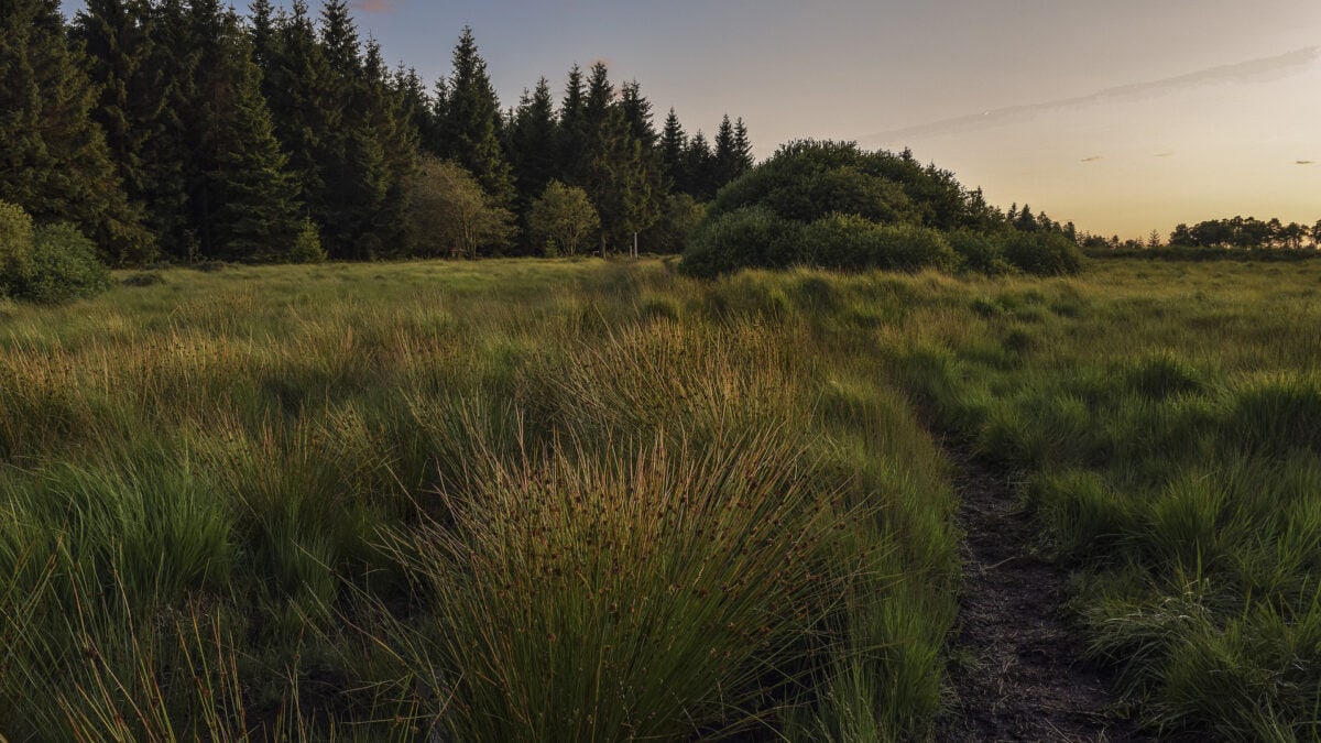 Im Wittmoor Naturschutzgebiet in Hamburg kann man sehr gut wandern.