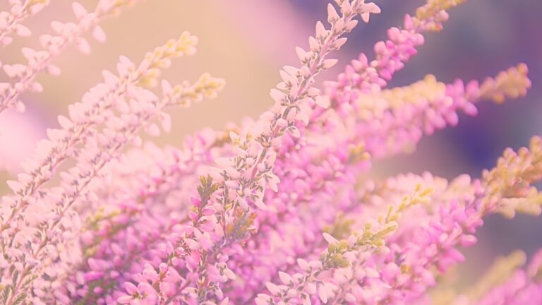 Lavendelblüte in der Lüneburger Heide