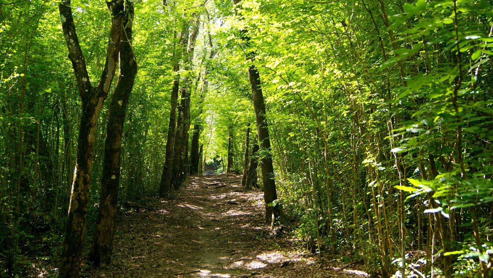 Wandern im Regenwald von Martinique