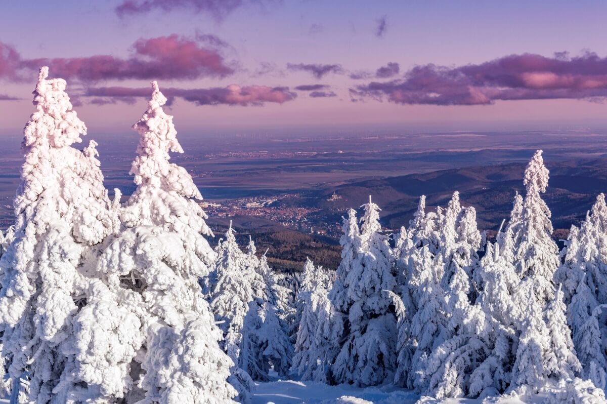 Eine winterliche Landschaft mit schneebedeckten Bäumen im Harz in Sachsen-Anhalt