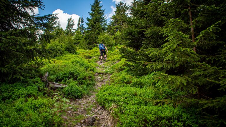 Der Rennsteig ist ein sehr langer Wanderweg durch Thüringen und hat viele Etappen durch die Buchenwälder.