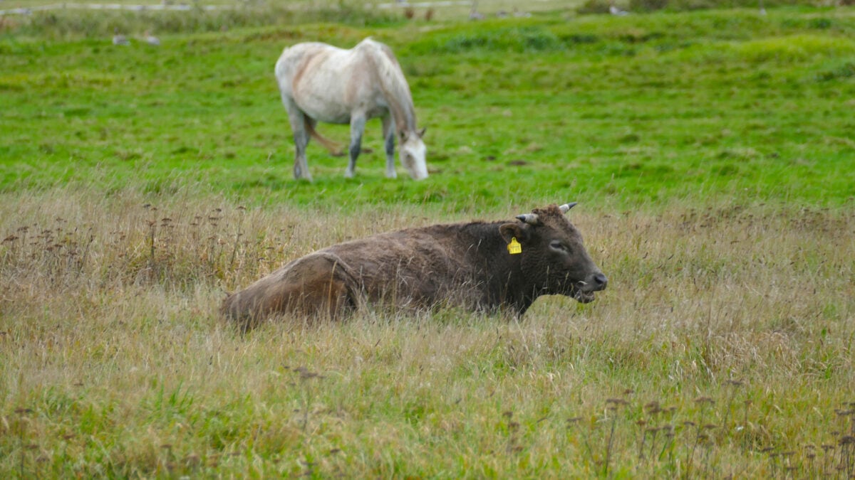 Eine Kuh ruht sich im Gras aus 