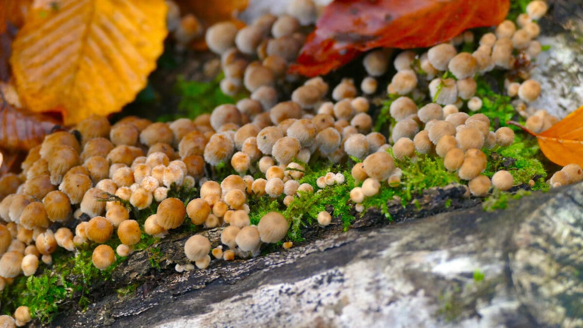 Wilde Pilze wachsen an so vielen Stellen im Wald 