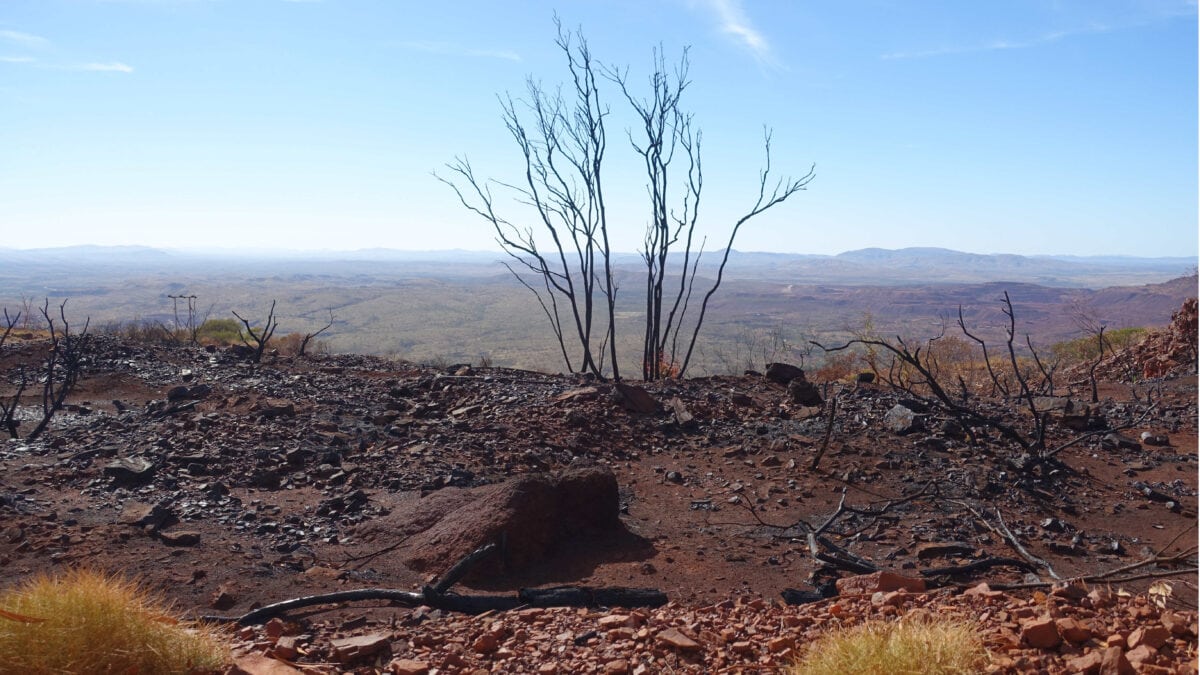 Ein einsamer Baum in Westaustralien
