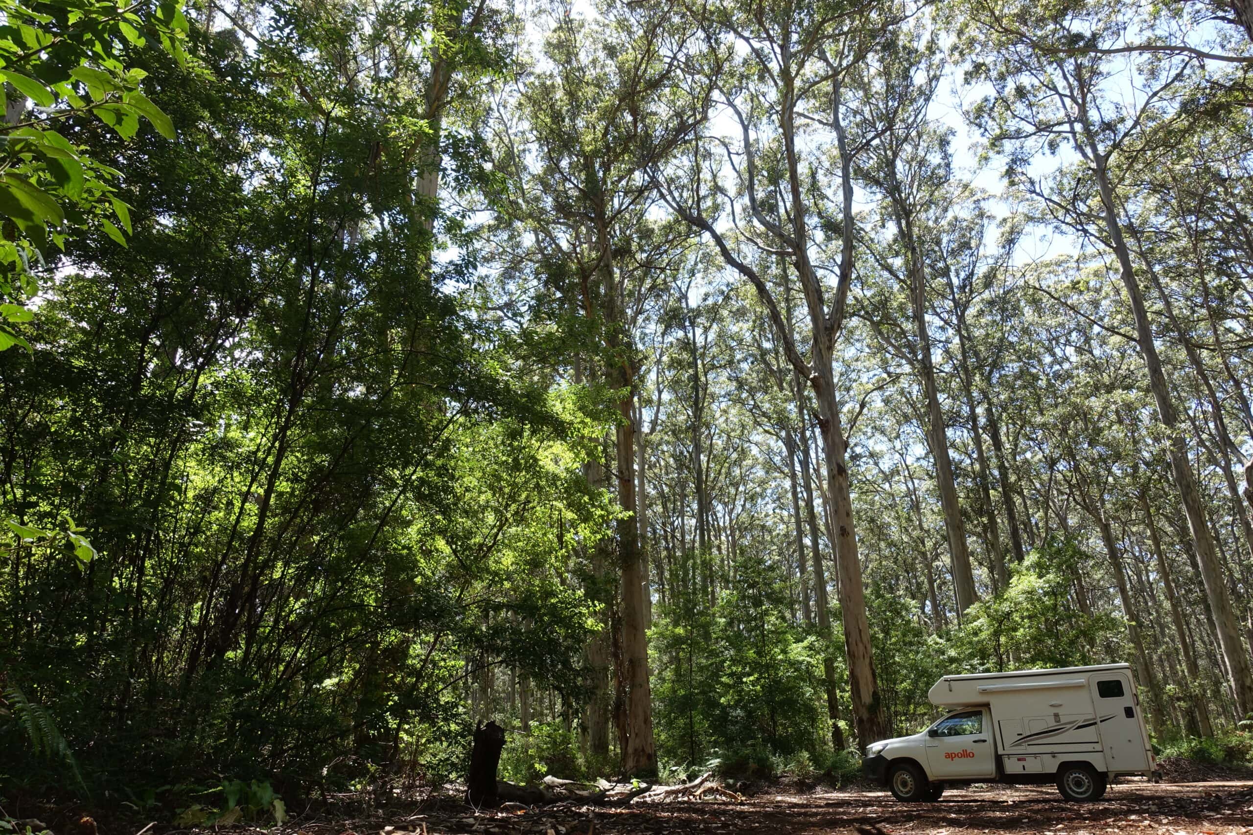 Apollo Campervan im Gloucester Nationalpark unter Bäumen
