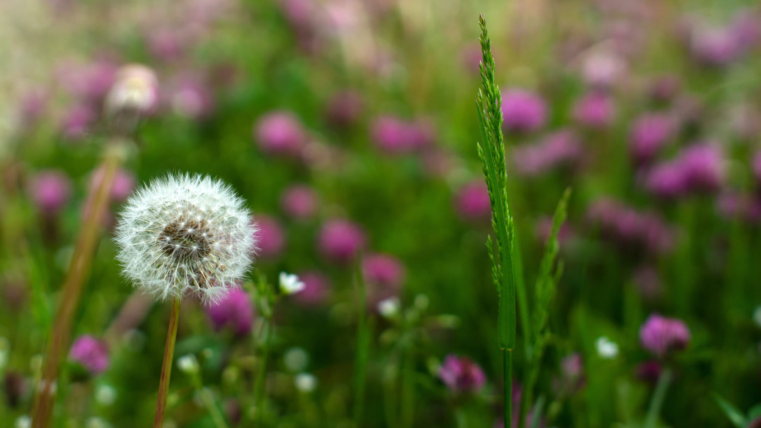 Pusteblume auf einer Wiese