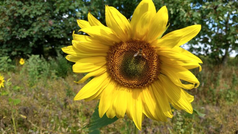 Wildbienen reisen ständig und bleiben trotzdem immer zuhause