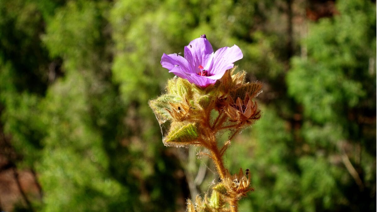 Wildblumen im Karijini Nationalpark