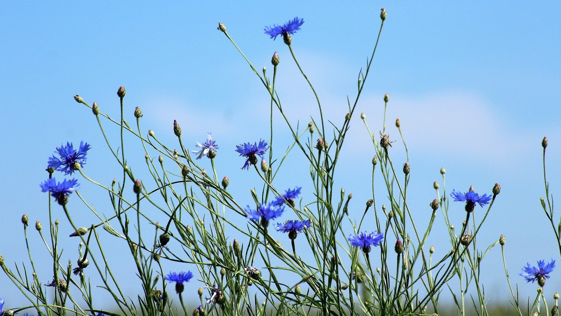 Wildblumen